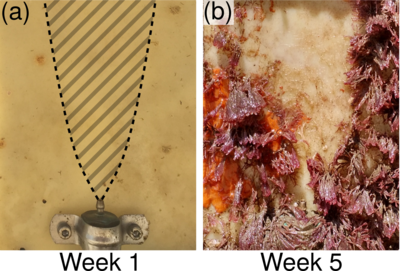 Nozzle setup on test panel and biofouling growth after 5 weeks of bubbling